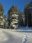 Et de nouveau on s'enfonce dans la forêt