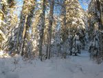 On s'engage dans la forêt