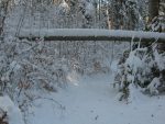 Selon la hauteau de neige, on passe dessous ou il faut contourner ce tronc