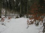 On peut encore passer sous cet arbre, parfois il faut le contourner selon la hauteur de neige