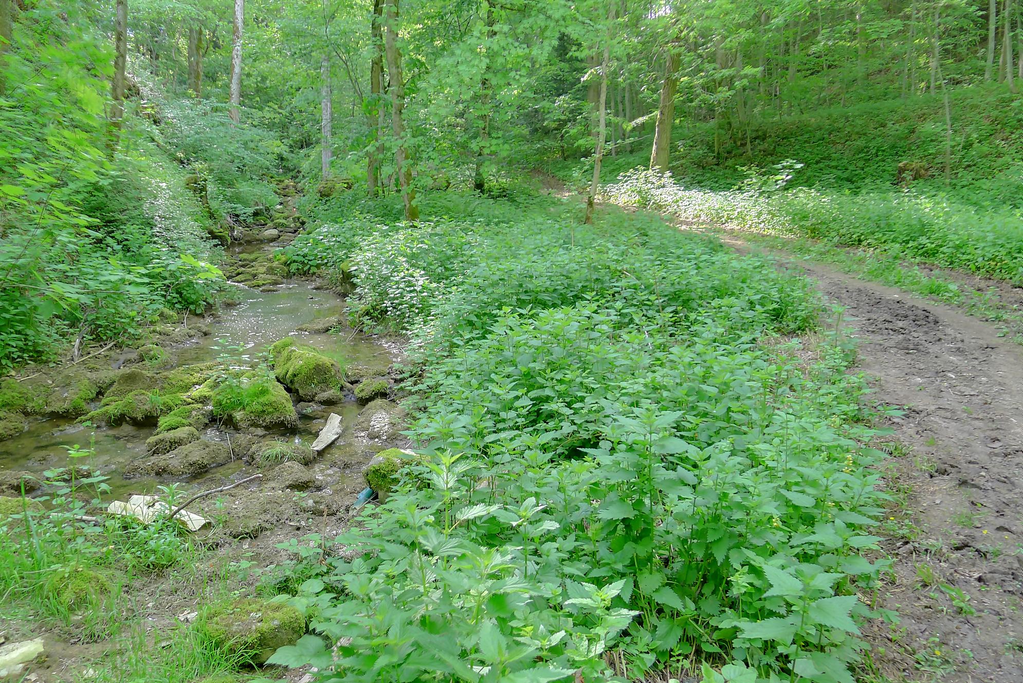 Randonnée le long du Ruisseau de la Vaux depuis La Neuveville, La Combe