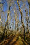 Bientôt la fin de la forêt