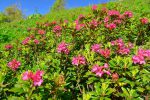 Les rhododendrons sont en fleurs