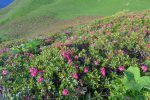 Puis on coupe à travers les rhododendrons