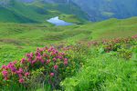 On continue notre descente, fin des rhododendrons