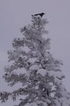 Maitre corbeau sur son arbre perché ...