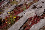 Oprin, potentille et calcaire