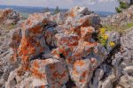 Lichen
