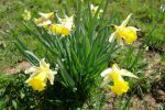 Jonquilles