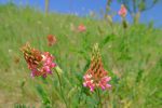 Sainfoin