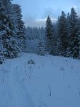 La forêt regagne du terrain