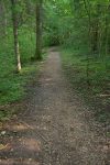 Le chemin est à plat, mais à travers la forêt