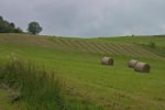 La géométrie de l'herbe fauchée m'a plu