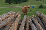 Curieuse les vaches highlands, mais peureuse aussi !