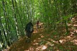 Ce sont les arbres qui sont penchés, la photo est correcte !