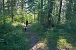 Passage en forêt, tranquille