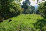 On rejoint la clairière de Vauladrey