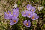 Crocus