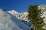 Le dernier sapin, en plus bien vert !
