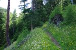 Ce sentier passe à travers la forêt pendant un long bout, ça monte mais régulièrement.