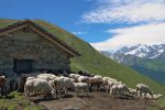 Erra d'en Haut, 2265m, qui est encore en activité avec ses moutons.