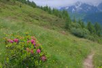 Un rhododendron parmi tant d'autres. Le secteur est bien fleuri.