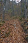 Le chemin est encombré de feuille