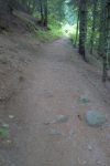 On rentre dans la forêt