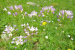 Cardamine des prés, goût de moutarde