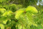 Bourgeons d'épicéa, délicieux en liqueur