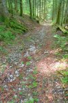 Descente en forêt