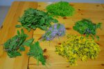 Récolte du jour : plantain, berce, fleurs de pissenlit, cardamine des prés, chénopode bon henry, bourgeons d'épicéa et autres plantes pour la salade