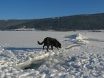 La chienne hésite à passer !