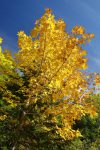 Couleurs d'automne