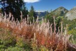 Epilobes à feuilles étroites