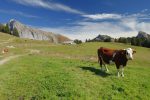 Salut toi ! Cornettes de Bise au fond à gauche