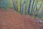 Tapis de feuilles