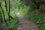 Le chemin est roulant et passe en forêt