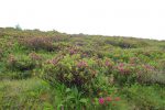 Tout plein de rhododendrons