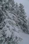 La neige s'accumulent sur les branches des sapins
