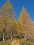 Magnifique allée d'arbres