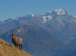 Je suis à 5m de lui, le Grand Combin au fond