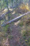 Sentier tout juste entretenu
