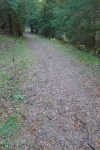 Retour dans la forêt
