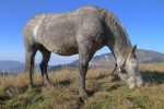 Un troupeau de chevaux pâturent