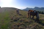 Chevaux. Dommage pour le contre jour !