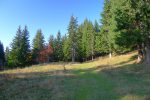 Retour en forêt