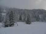 Puis il faut monter dans cette forêt par le chemin d'été