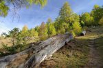 Un arbre mort laissé à l'abandon et qui doit profiter à bien des insectes et larves