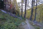 Passage en forêt, la descente est régulière et agréable